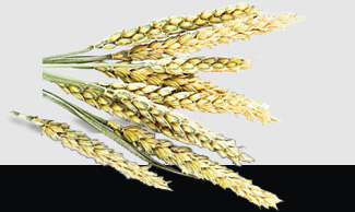 ��ҳ| 9001cc��ɳ�����Գ�Ϊ������