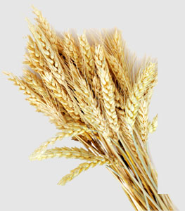 ��ҳ| 9001cc��ɳ�����Գ�Ϊ������