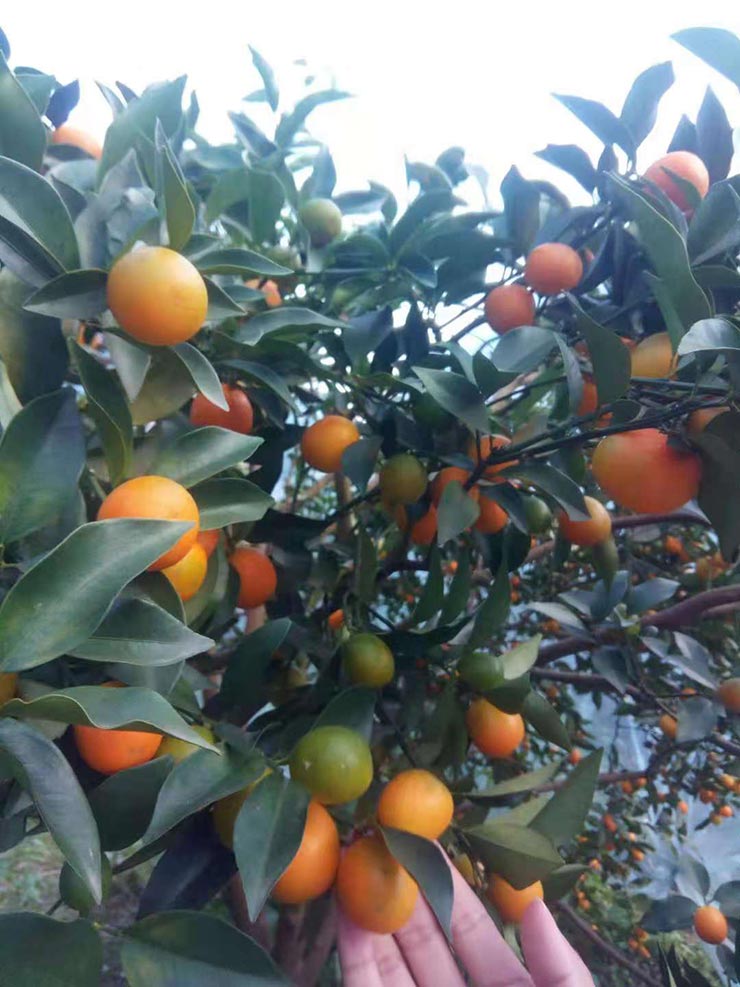 ��ҳ| 9001cc��ɳ�����Գ�Ϊ������