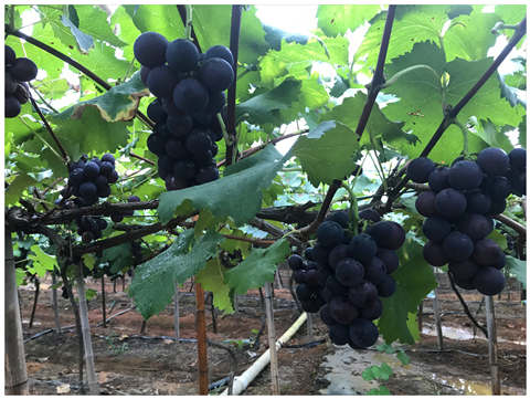 ��ҳ| 9001cc��ɳ�����Գ�Ϊ������